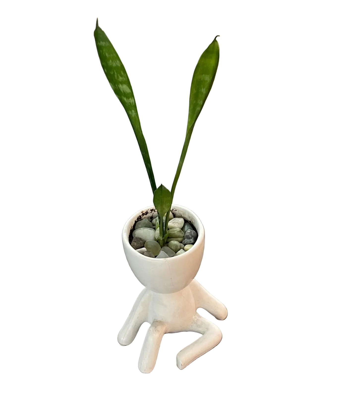 CC Snake Plant