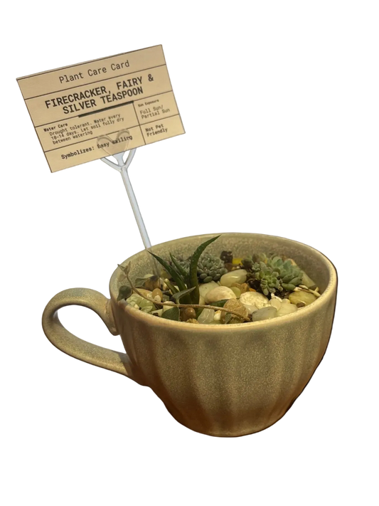 CC Assorted Mug Plant