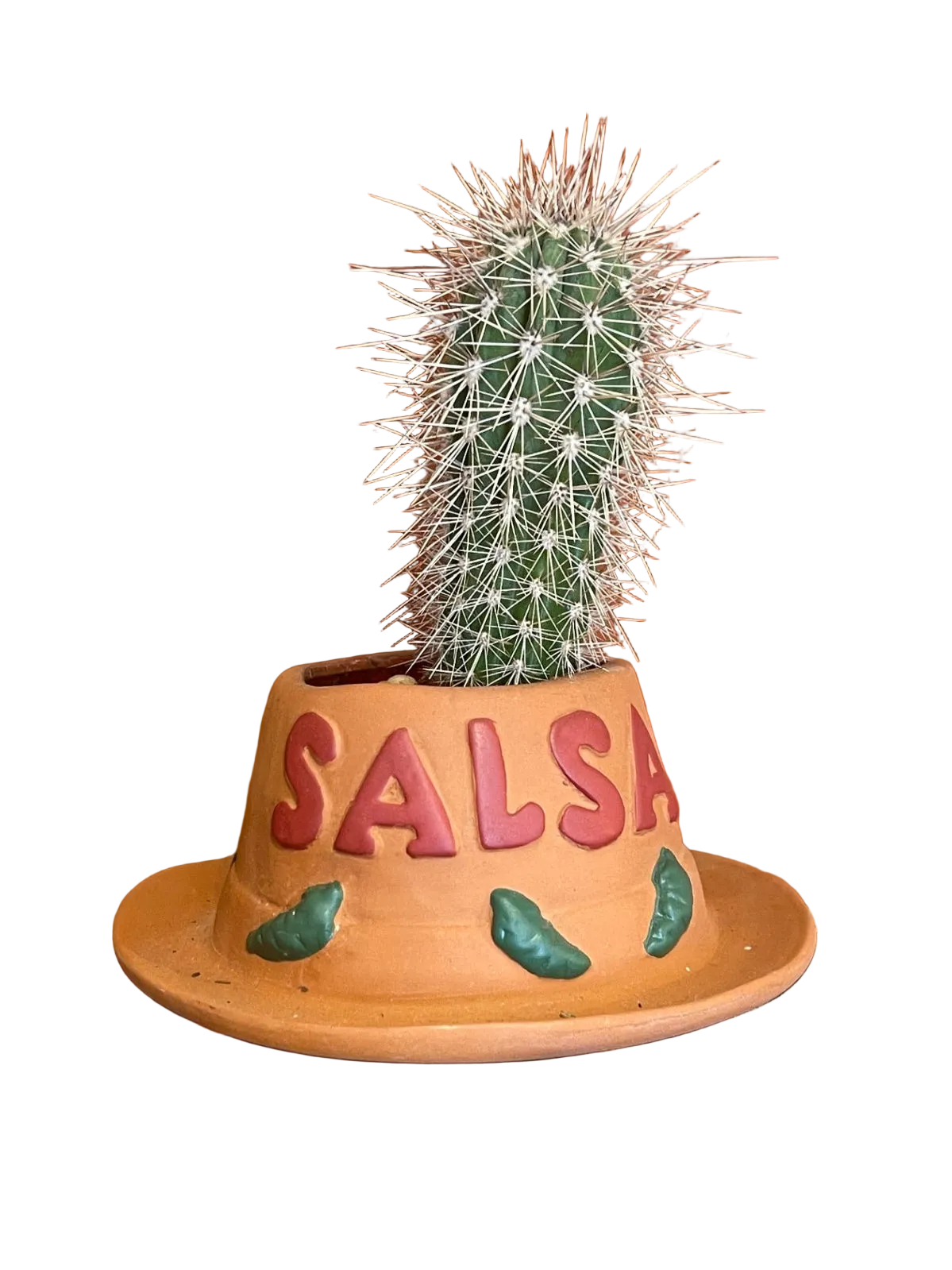 CC Cactus