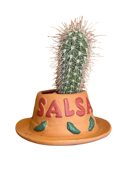 CC Cactus