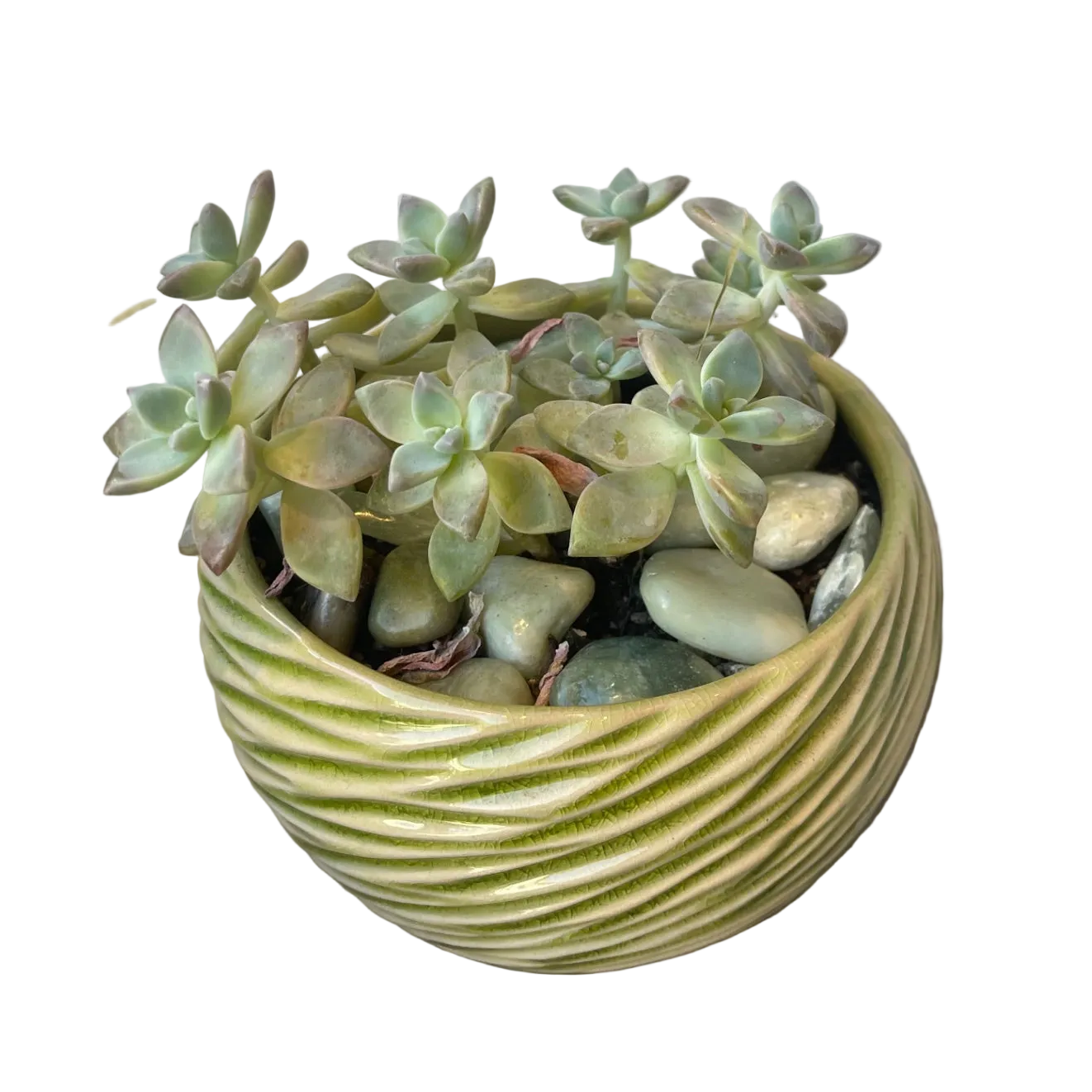 CC Ghost Plant