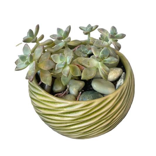 CC Ghost Plant