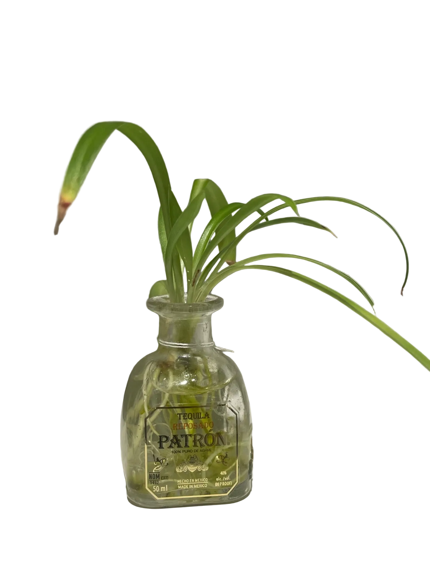 CC Patron Pathos Green