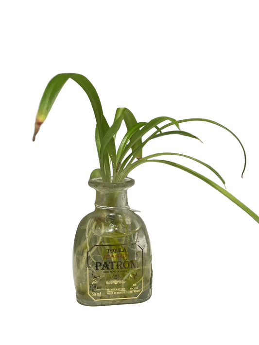 CC Patron Pathos Green