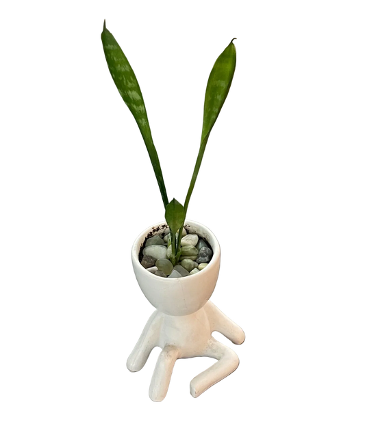 CC Snake Plant