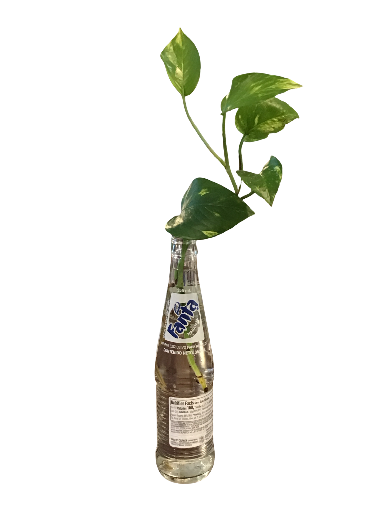 Fanta Pothos Plant