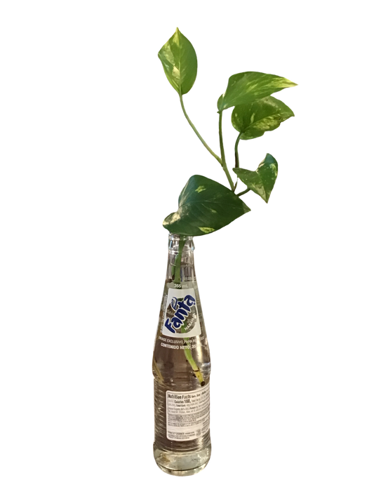 Fanta Pothos Plant